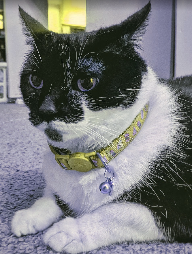 Hotlink protection test