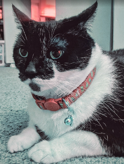 Custom transformer demo