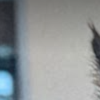 Cropped to 100px by 100px starting at 100px by 100px. Then resized to 200px by 200px.